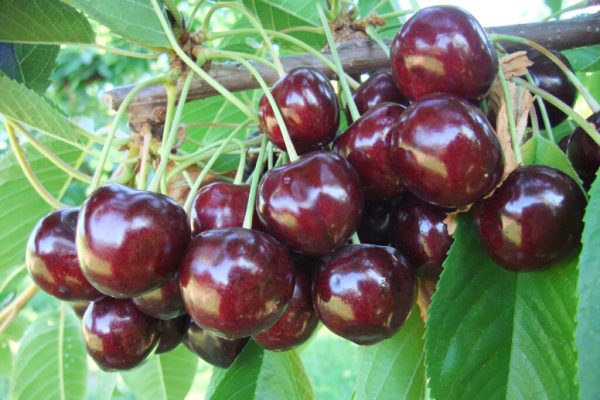 Staccato-Cherry-in-Orchard-1024x684